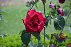 Étoile de Hollande rose photo