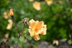 Mrs. Oakley-Fisher rose photo