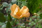 Mrs. Oakley-Fisher rose photo