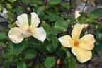Mrs. Oakley-Fisher rose photo