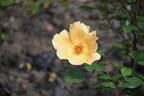 Mrs. Oakley-Fisher rose photo