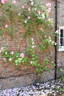 Caroline Testout, Cl. rose photo