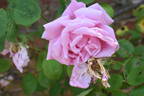 Caroline Testout, Cl. rose photo