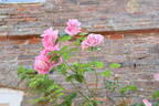 Caroline Testout, Cl. rose photo