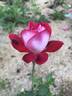 El Catalá rose photo