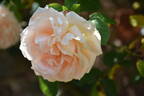 Breeze Hill rose photo