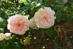 Breeze Hill rose photo