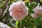 Breeze Hill rose photo