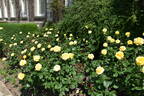 Freedom ® rose photo