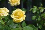Freedom ® rose photo