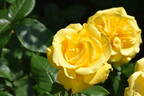 Freedom ® rose photo