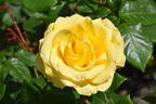 Freedom ® rose photo