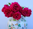 The Dark Lady rose photo