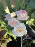 Angel Kisses rose photo