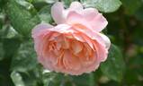 Born Free rose photo