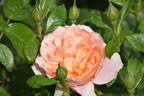 Born Free rose photo