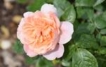 Born Free rose photo
