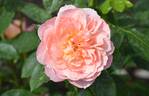 Born Free rose photo