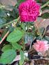 William Shakespeare 2000 ™ rose photo