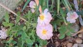 Sweet Siluetta rose photo