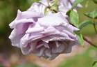 Twice in a Blue Moon rose photo