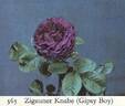 Zigeunerknabe rose photo