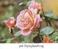 Nymphenburg rose photo