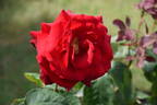 Royal William rose photo