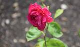 Sophy's Rose rose photo