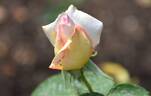 Elizabeth Harkness ® rose photo