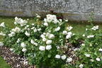 Tranquillity rose photo