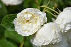 Tranquillity rose photo