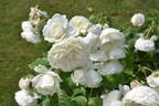 Tranquillity rose photo