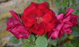 The Prince's Trust rose photo