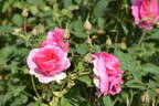 England's Rose rose photo