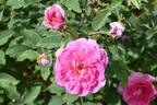 England's Rose rose photo