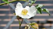 Jersey Beauty rose photo