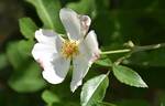 Jersey Beauty rose photo