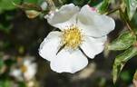 Jersey Beauty rose photo