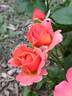 Easy Does It rose photo