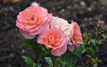 Best Friends Forever rose photo