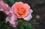 Best Friends Forever rose photo