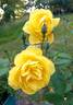 Blythe Spirit ® rose photo