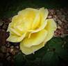 Eternal Flame rose photo