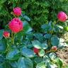 Magic Rokoko® rose photo