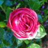 Magic Rokoko® rose photo