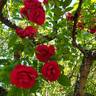 Flammentanz rose photo