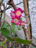 Mozart rose photo