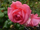 Special Anniversary rose photo