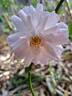 Lady Salisbury rose photo